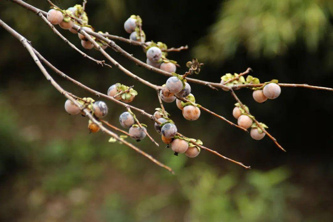 坚果有哪些 都是怎么来的 ad1f709c26d74c4ab65d0869ffff5b3d.jpeg