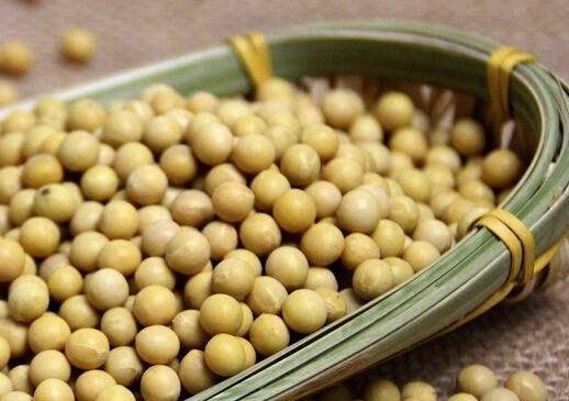 啥时候种黄豆好 a893217f53cc40bab8f8147faca6acd6.jpeg