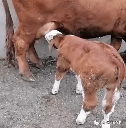 新生犊牛不吃奶二,小牛不会吃小牛呛羊水,呼吸道,食道都是羊水;早产牛