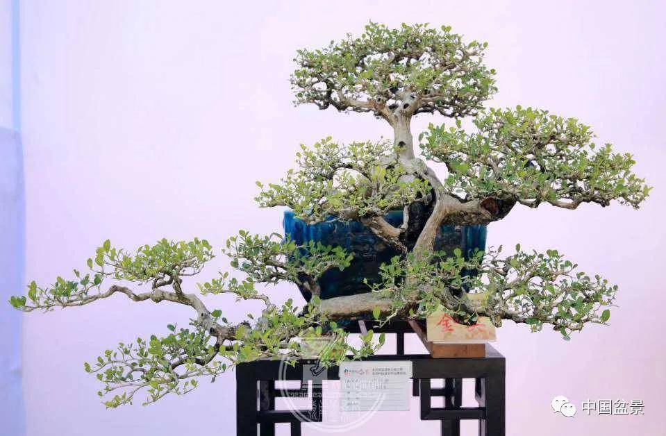 广东盆坛添丁——北滘镇盆景协会成立暨北滘岭南盆景作品邀请展开幕
