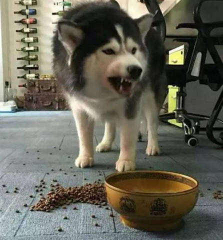 阿拉斯加挑食發脾氣 被主人罵了一頓之後 畫風突變 一看就是個慫包 萌趣萌寵 第2张