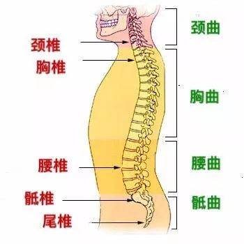 颈椎有病连着肺,腰椎有病连着胃!