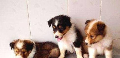 怎么挑选小狗幼犬 94bf467d49644db888a5d319d88053d2.jpeg