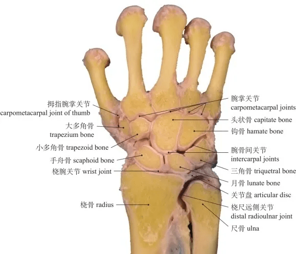 图1-60 腕关节背面观(冠状切面)dorsal aspect of carpal joint