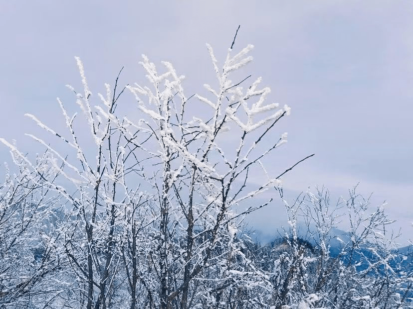 成都上热搜了！真真真下雪了！没看见的还可以去西岭雪山！