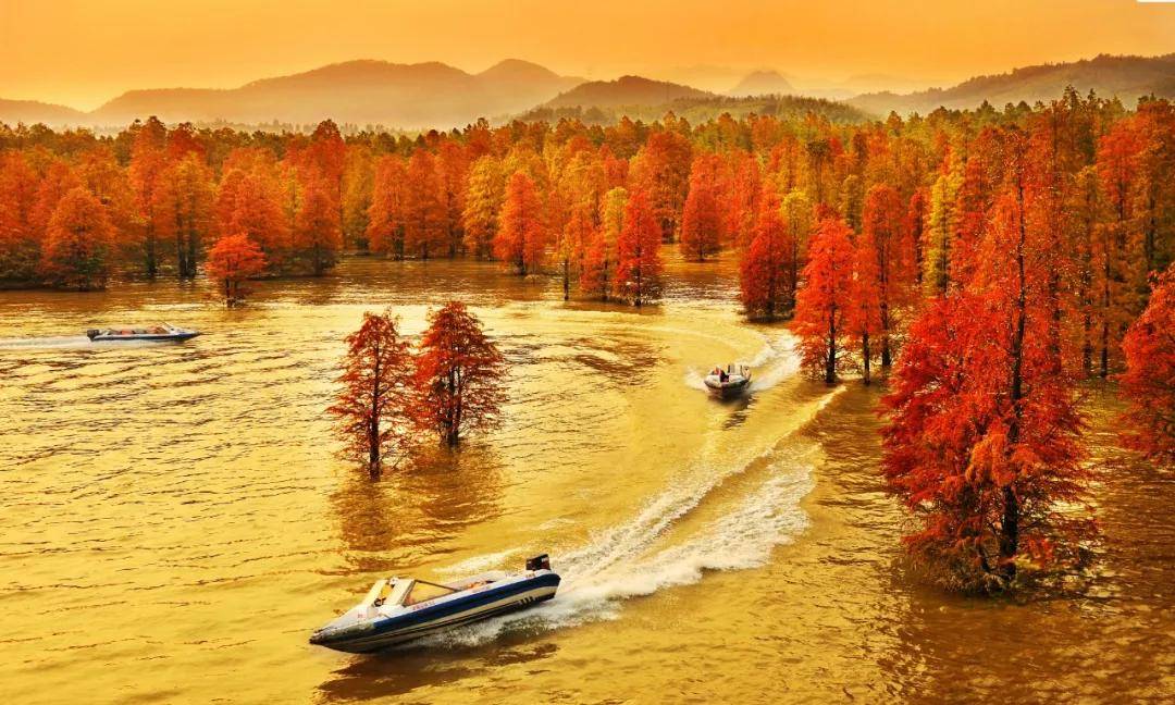 红了红了！杭州惊现罕见水上森林，美到勾魂！