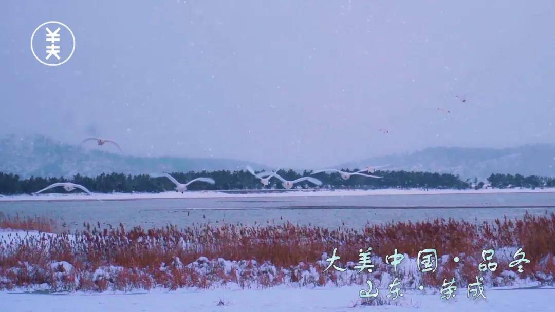 天鹅沐雪 遇见荣成冬日之美