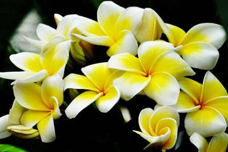 怎么种姜花 b59cae3899454b079112e6cb64bd5164.jpeg