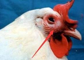 观察鸡头面部是否肿胀,鸡冠颜色有无异常,表面有无痘疹或痘痂,眼睛有