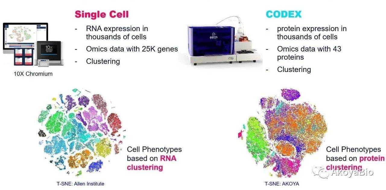 分享|codex单细胞空间蛋白组学平台助力multi omics多组学联合分析