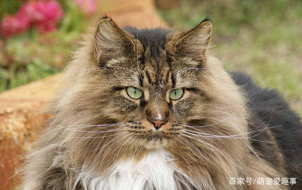 世界上最大的猫叫什么 世界上最小的猫只相当于3个鸡蛋大小 猫咪