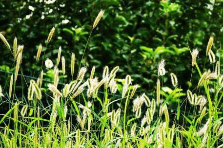 草什么门成语_草什么花什么成语