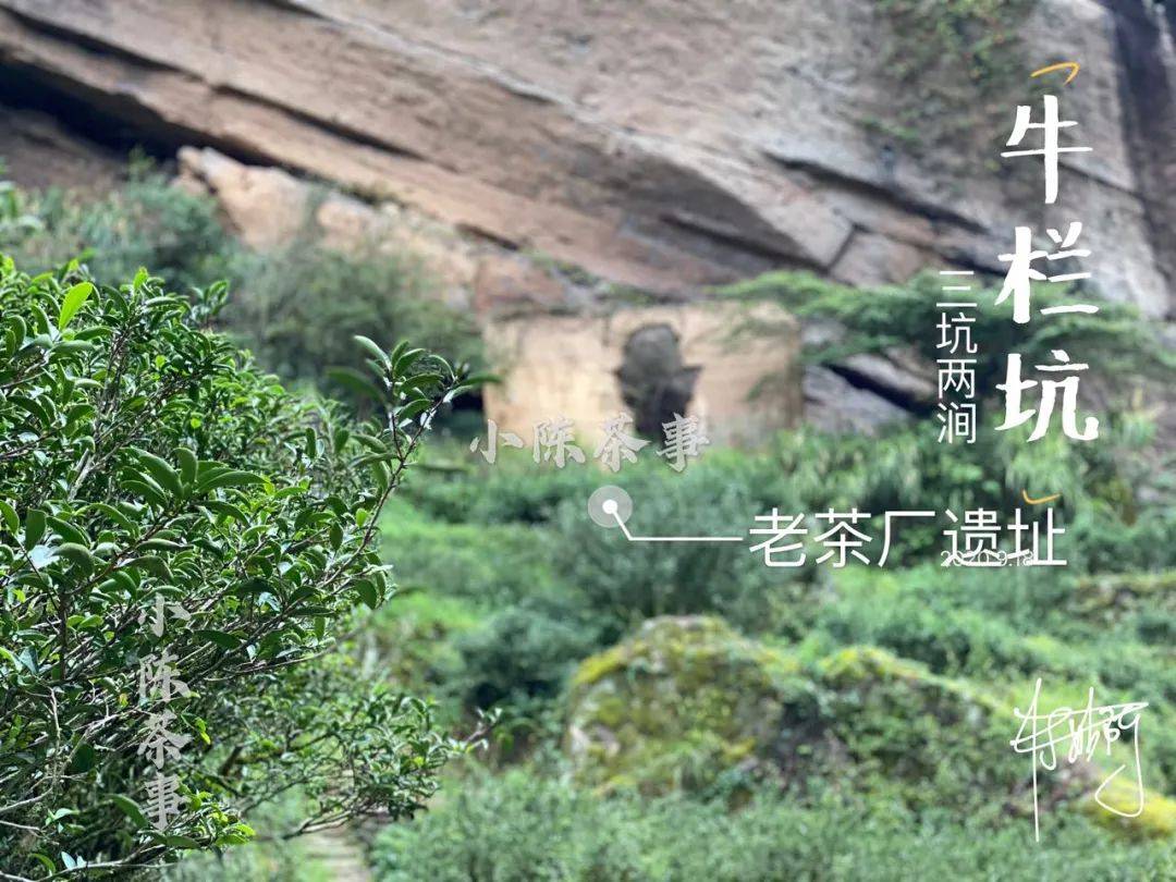 云南茶农人口_云南茶农采茶图