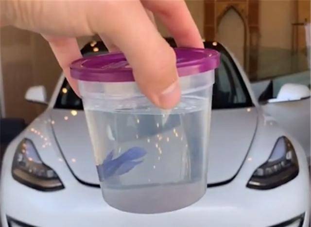 怎么养鱼水不会浑浊 91d9cb1c61bd4ae9be77fd1a344889a0.jpeg