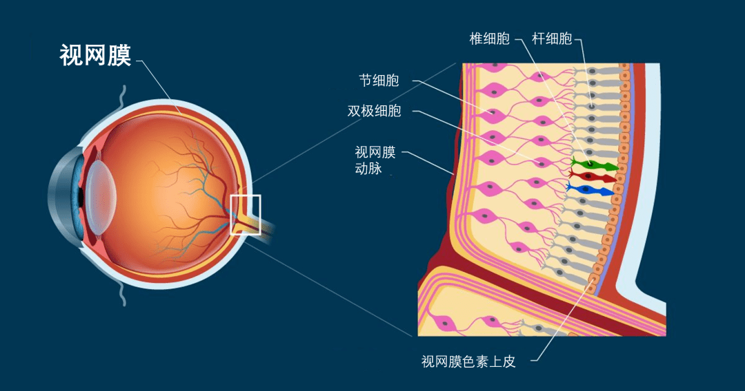 视网膜,它附着在我们眼球壁内层表面,是一层柔软透明且结构复杂的薄膜