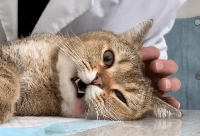 橘猫喜欢伸着舌头睡觉,主人怎么也叫不醒,差点以为猫没了.