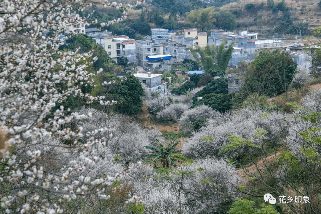 静静绽放的梅花，惊艳了整个横县的冬天