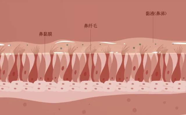 打个喷嚏导致车祸,别再把鼻炎当成小问题