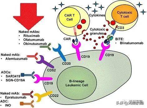 中国CAR-T试验遍地开花，全面出击血液肿瘤及实体