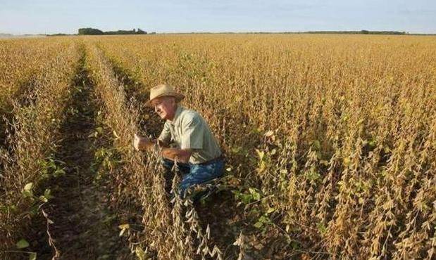 中国为什么进口那么多大豆做什么 fb2294f442bf40f1a2cfb10f8dda834c.jpeg