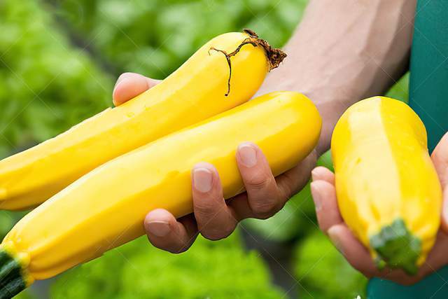 人称"香蕉瓜",变个颜色少有人敢吃,其实45天可采收,前景不错