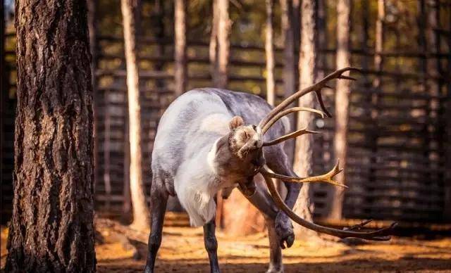 呼伦贝尔的秋天,美得无可救药