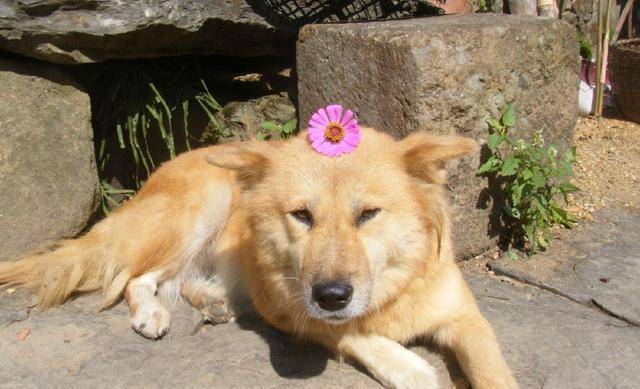 狗为啥突然不叫了 64eeb35f7edc4d0fb44e819bdf7679f5.jpeg