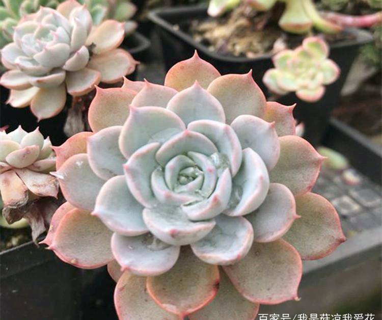 多肉小朋友视频大全 c666eb8252bb4c2e9e0a2d106d9d337d.jpeg