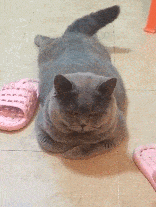 f9bacc6c830c4b29a189e1e29115aa52.gif
