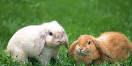 兔子不吃窝边草上一句话是什么意思