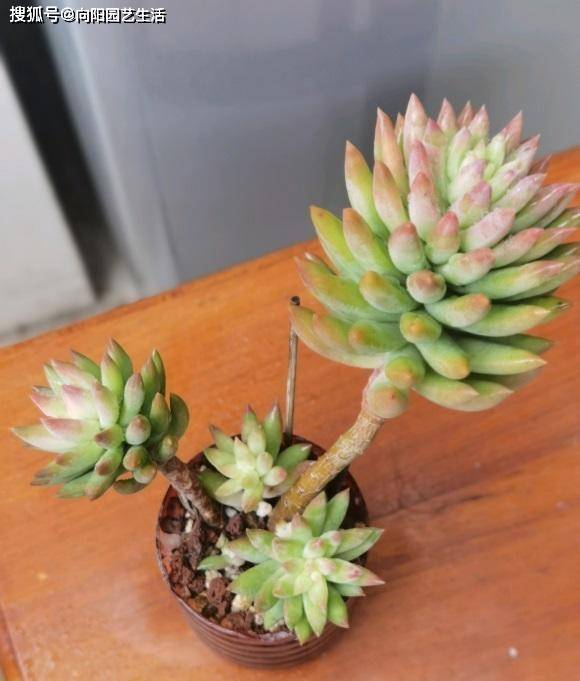 多肉怎么长大最快 b50fd3b4df0f4563b5da01ca37e86e01.jpeg