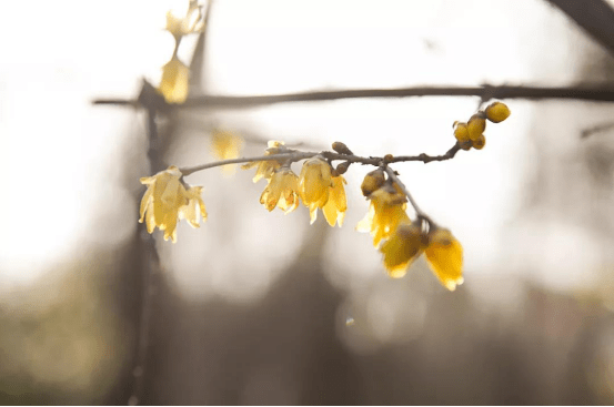 谁说冬日百花羞？宗圣宫邀您一起踏雪寻梅、赏花闻香