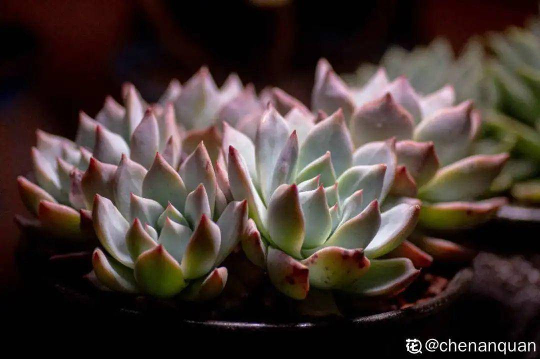 多肉小红花 6ea99f19c2c04e80804aace1b197c80e.jpeg