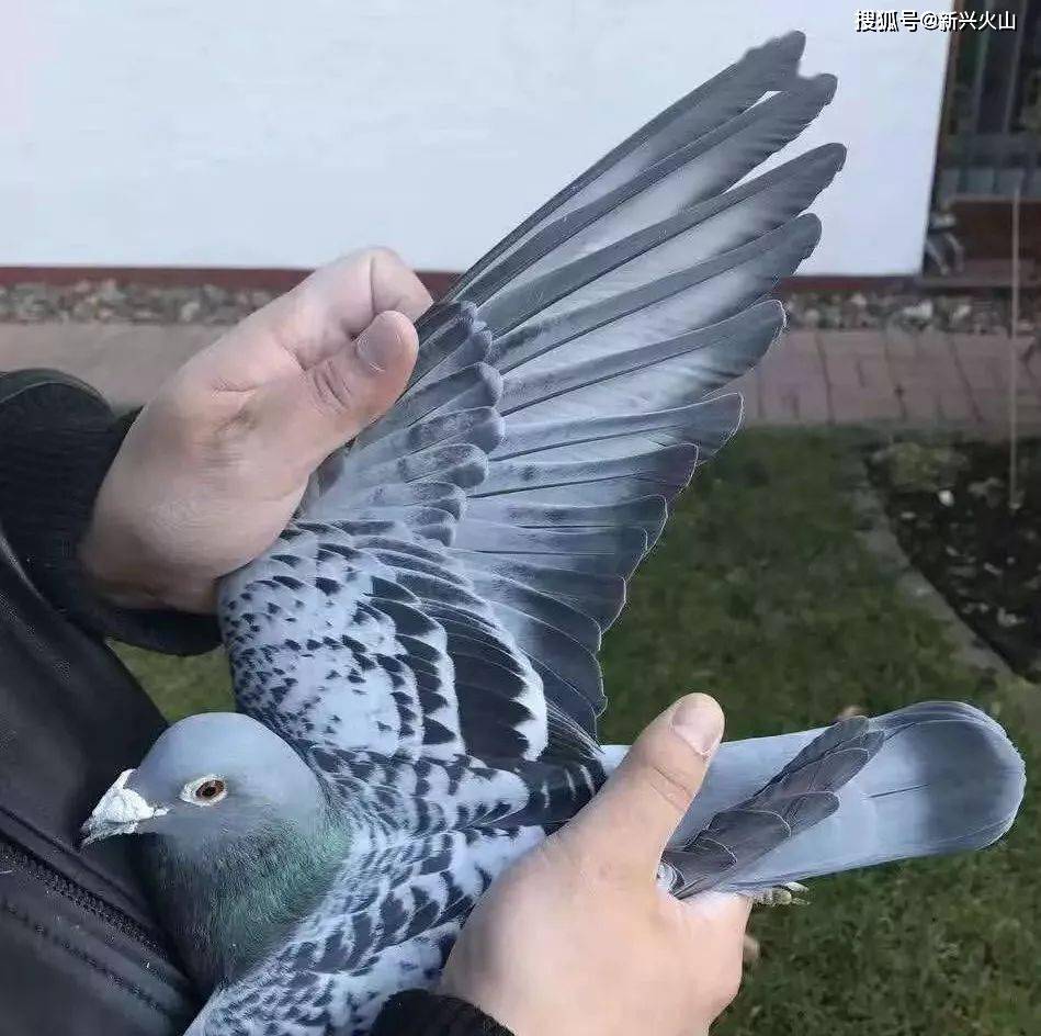 8def3c8d51de4edc906ca7dffcbee633.jpeg
