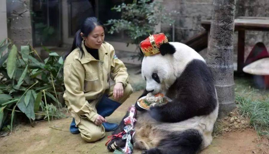 传奇大熊猫去世享年37岁 生前名气响当当上过春晚出过国