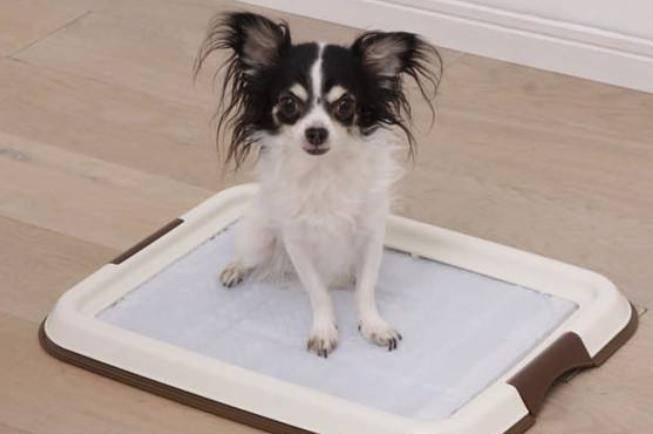 怎么教狗狗在厕所里上厕所 ab09d6e42cdb4c80ae8e87a0e1ca6a61.jpeg