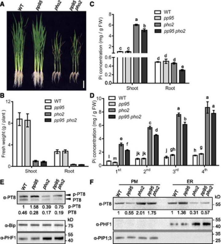 g蛋白结合gdp是被磷酸化吗_蛋白线是蓝色吗