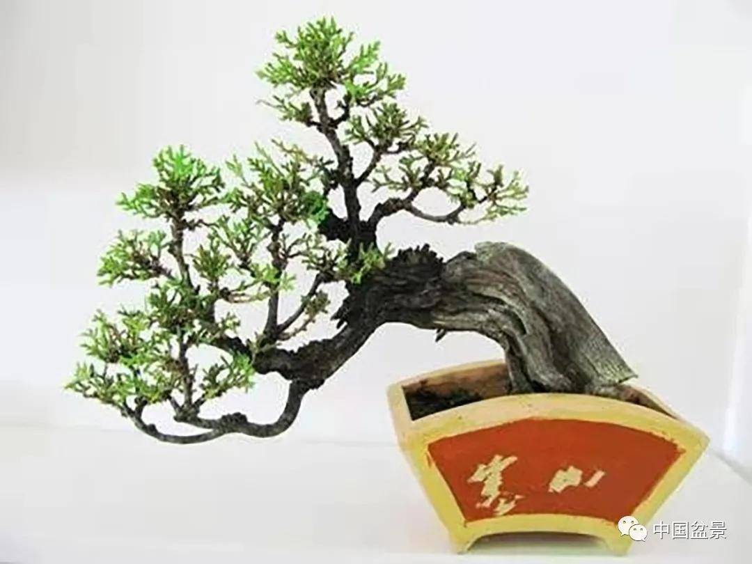 原创陈洪奎:读解陈毅对盆景的赞语