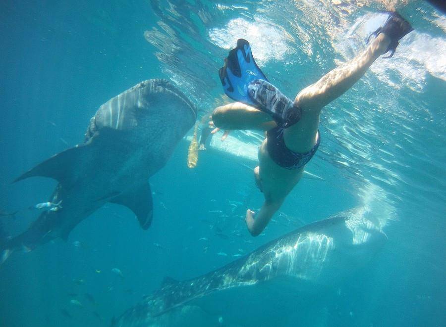 菲律宾杜马盖地你要如何玩，第一次如何从这里去奥斯洛布看鲸鲨
