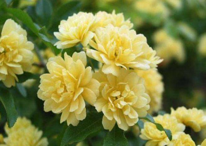 蔷薇花几月份种最合适 a5b04a7c336e4b46bfde9a9b4edc9d45.jpeg