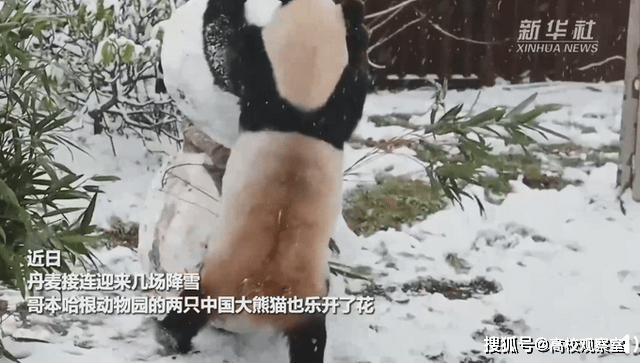 中国大熊猫在北欧玩雪