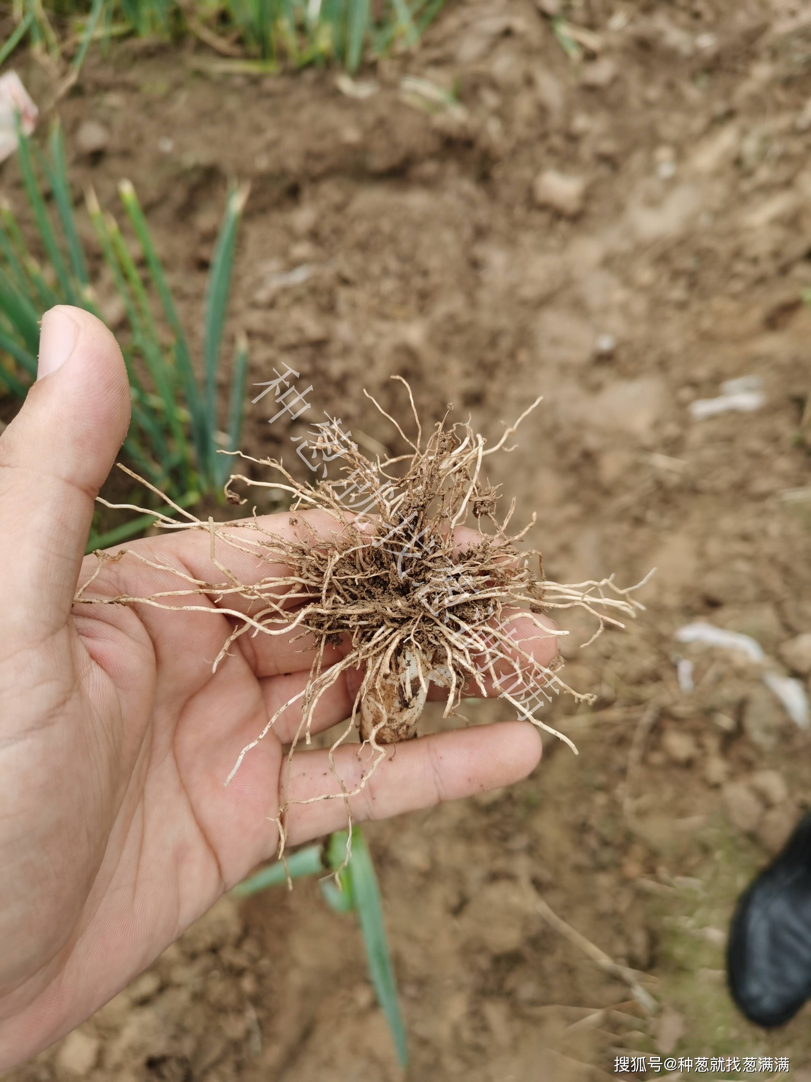 葱满满大葱种植技术——你所不知道的大葱根系特点