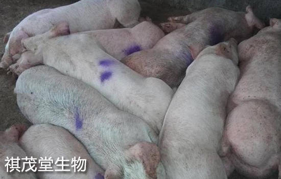 春季猪场常见猪病的症状和防治方法,养猪户春季应该防疫哪些疾病用