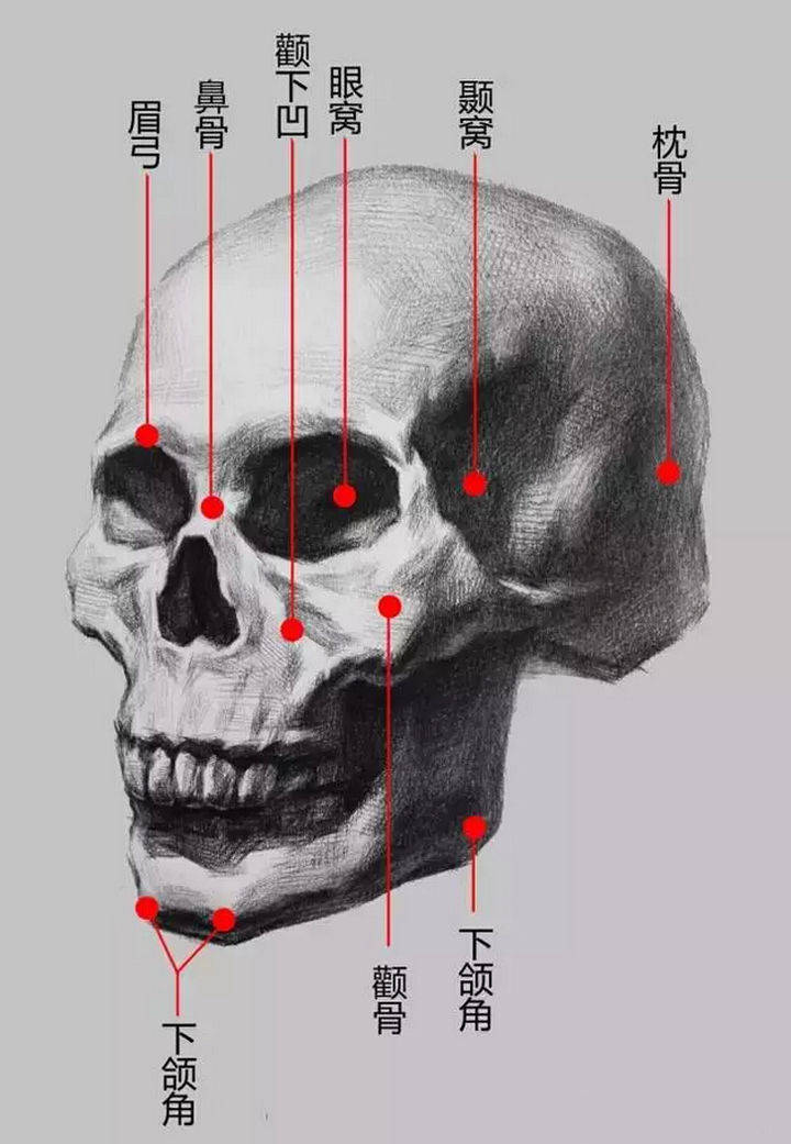 对于头部骨骼我们不需要多么深入细致的解剖研究,只需要理解掌握大块