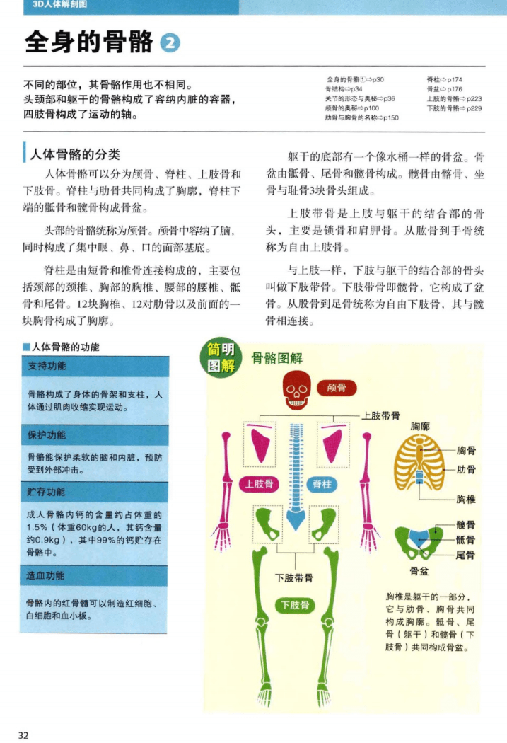 一目了然的"简明图解"3d人体解剖图