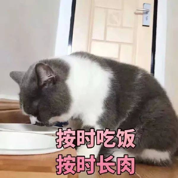 猫咪表情包:投降,投降,我投降!