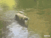 168_125gif 动态图 动图