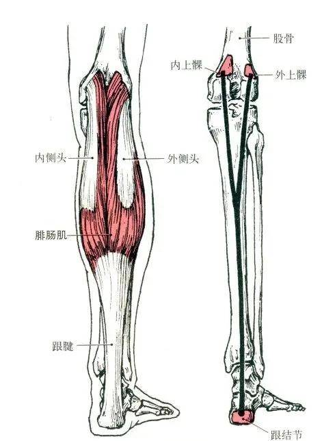 健身需要懂点解剖学(二):下肢肌肉解剖及功能讲解