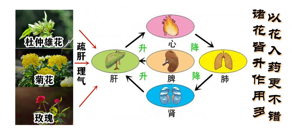 大白话说中医第一百零八期肝象上升花也升由此诸花入肝经