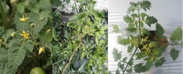 蔬菜根部肿大,是根肿病还是根结线虫病?